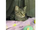 Adopt Waffles a Domestic Shorthair / Mixed cat in Richmond, BC (33716948)