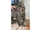 Adopt Kermit a Gray or Blue Domestic Shorthair / Domestic Shorthair / Mixed cat