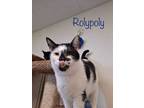 Adopt Roly-Poly a White Domestic Shorthair / Domestic Shorthair / Mixed cat in