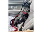 Adopt FRED a Black - with White Labrador Retriever / Pit Bull Terrier / Mixed