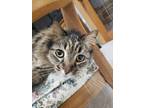 Adopt Toby a Brown Tabby Maine Coon / Mixed cat in Lynn, MA (33715513)