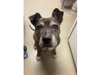 Adopt Luna a American Pit Bull Terrier / Mixed dog in Birdsboro, PA (33716773)