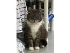 Adopt Theodore a Domestic Mediumhair / Mixed cat in Kingston, NY (33716765)