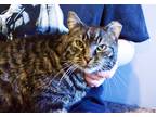 Adopt Buddy a Brown Tabby Domestic Shorthair (short coat) cat in Lincoln