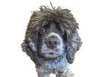 Adopt Hope a Brown/Chocolate Cocker Spaniel / Mixed dog in Reno, NV (33716678)