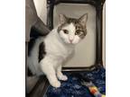 Adopt Domingo a Domestic Shorthair / Mixed cat in Santa Rosa, CA (33716636)