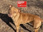 Adopt MAX a Brown/Chocolate American Pit Bull Terrier / Mixed dog in Charlotte