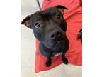 Adopt SCOTT CALVIN a Black American Pit Bull Terrier / Mixed dog in Aliquippa
