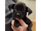 Adopt Fairy a Black - with White Boston Terrier / Pug / Mixed dog in Boulder