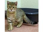 Adopt DR DYLAN a Brown Tabby Domestic Shorthair / Mixed (short coat) cat in