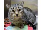 Adopt NOKI a Brown Tabby Domestic Shorthair / Mixed (short coat) cat in Ogden