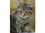 Adopt DENTIST DAVE a Brown Tabby Domestic Shorthair / Mixed (short coat) cat in