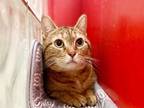 Adopt BARBIE a Brown Tabby Domestic Shorthair / Mixed (short coat) cat in St.