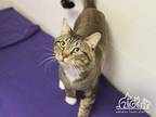 Adopt TIMBER a Brown Tabby Domestic Shorthair / Mixed (short coat) cat in