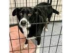 Adopt Sybil a Black - with White Border Collie / Mixed dog in New York