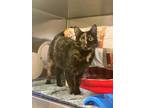 Adopt Buttercup a All Black Domestic Shorthair / Domestic Shorthair / Mixed cat