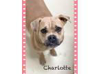 Adopt Charlotte a Tan/Yellow/Fawn - with White Boxer / Mixed dog in Bowie
