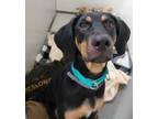 Adopt Champagne a Black Treeing Walker Coonhound / Mixed dog in Williamsburg