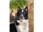Adopt Denim a Black - with White Border Collie / Mixed dog in Titusville