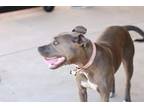 Adopt Mona a Gray/Blue/Silver/Salt & Pepper American Pit Bull Terrier / Labrador