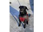 Adopt Chevy a Black Labrador Retriever / Mixed dog in New Fairfield