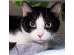 Adopt Carl a All Black Domestic Shorthair / Domestic Shorthair / Mixed cat in