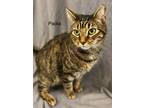 Adopt Paola a Brown Tabby Domestic Shorthair (short coat) cat in Dartmouth