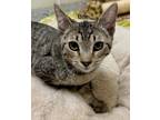 Adopt Brie a Brown Tabby Domestic Shorthair (short coat) cat in Dartmouth