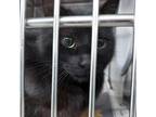 Adopt #12557/Delphyne a All Black Domestic Shorthair / Mixed cat in Standish