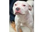 Adopt Jazzy a White American Pit Bull Terrier / Mixed dog in Spartanburg