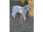 Adopt Daisy a White Great Pyrenees / Mixed dog in Virginia Beach, VA (33698667)