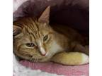 Adopt Stuart Little a Orange or Red (Mostly) Domestic Shorthair / Mixed (short