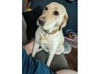 Adopt Waffle a Tan/Yellow/Fawn Labrador Retriever / Mixed dog in Norton Shores