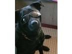 Adopt Journey a Black Labrador Retriever / Foxhound / Mixed dog in Parsons