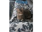 Adopt Junior a Tiger Striped Domestic Shorthair / Mixed (short coat) cat in