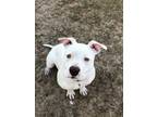Adopt Eggnog - Day Foster Returning 01/22 4PM a White Mixed Breed (Medium) /