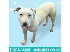 Adopt Celeste a White - with Tan, Yellow or Fawn Pit Bull Terrier / Mixed dog in