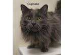 Adopt Mr Cupcake a Gray or Blue Russian Blue (long coat) cat in Dartmouth