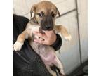 Adopt Tip 21-11-086 a Tan/Yellow/Fawn Retriever (Unknown Type) / Mixed dog in