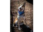Adopt 49454476 a Brown/Chocolate German Shepherd Dog / Husky / Mixed dog in