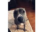 Adopt Percival a Brindle American Pit Bull Terrier / Mixed dog in Dallas