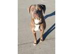 Adopt Bella a Brown/Chocolate - with White Cane Corso / Mixed dog in Taylor