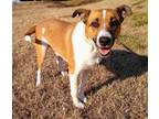 Adopt Roscoe a White Collie / American Pit Bull Terrier / Mixed dog in