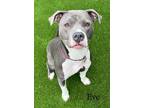 Adopt Eve a Gray/Blue/Silver/Salt & Pepper American Pit Bull Terrier / Mixed dog