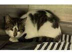 Adopt Rudy a Tiger Striped Domestic Shorthair (short coat) cat in Pontiac