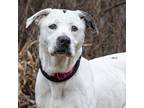 Adopt Luna a White Hound (Unknown Type) / Mixed dog in Stroudsburg