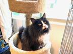 Adopt Joy a Black & White or Tuxedo Maine Coon / Mixed (long coat) cat in