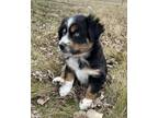 Adopt Paisley - $180 (Puppy) a Australian Shepherd / Mixed dog in Emmett