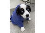 Adopt Brandy - $180 (Puppy) a Australian Shepherd / Mixed dog in Emmett