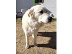 Adopt Zuzu a White Great Pyrenees / Mixed dog in Wichita Falls, TX (33715388)